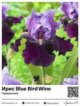 Ирис Blue Bird Wine (Германский)