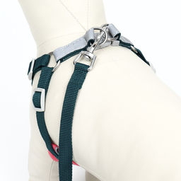 Комплект Sport+, XS, поводок 120 x 1,5 см, ОШ 37-39 см, ОГ 41-46 см, вес животного 4-6 кг, зелёный - Пижон фото 4