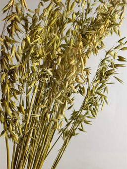 Овес натуральный, пучок 80г, 60 колосьев, h 60-70см