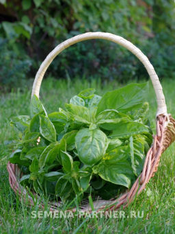 Базилик овощной Мистер Грин - Партнер фото 3