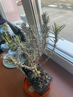 Лаванда узколистная