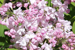 Сирень обыкновенная Жемчужина