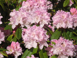 Рододендрон Cheer (Чир) - Долина роз фото 3