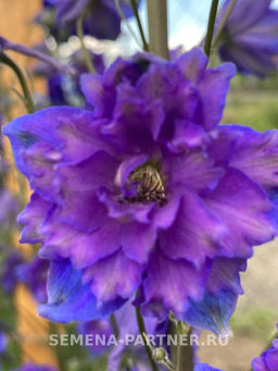 Дельфиниум Пэйген Перплс - Партнер фото 6
