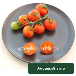 Амурский тигр