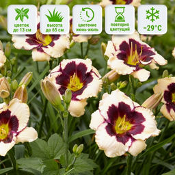 Лилейник Celebration of Angels (Селебрэйшн оф Энджелс) - Долина роз фото 2