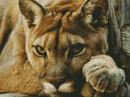 Вышивка крестиком 40х50см, Ласковая пума