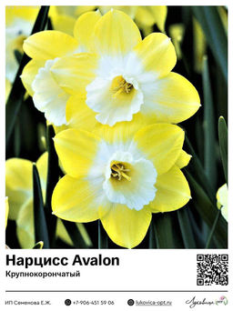 Нарцисс Avalon (Крупнокорончатый)
