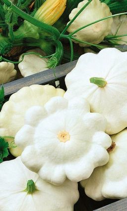 Патиссон СНЕЖНАЯ КОРОЛЕВА