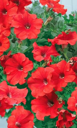 Петуния ПЕРВАЯ ЛЮБОВЬ F1  Долгое и обильное цветение!