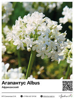 Агапантус Albus (Африканский)