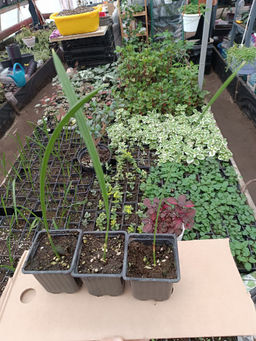 Пальма финиковая - 1000корней фото 3