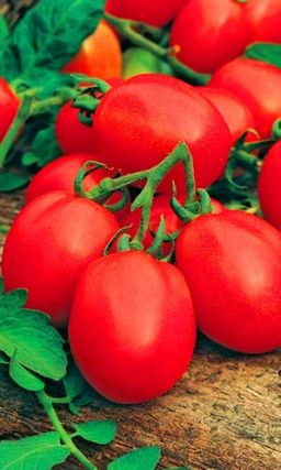 Томат РАНОВИК Ранний, обильный урожай! Незабываемый вкус! Можно выращивать безрассадным методом!