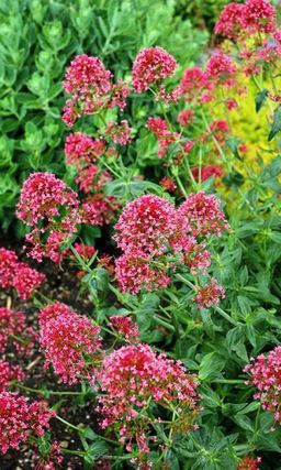 Валериана лекарственная КАРДИОЛА