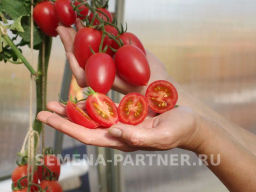 Томат Черри Сокотра - Партнер фото 3