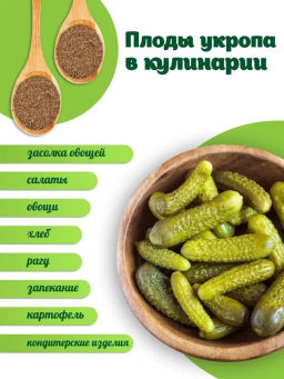 Плоды укропа - Травы горного крыма фото 2
