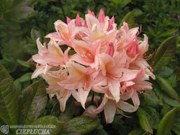 Азалия крупноцветковая Chanel (Шанель)