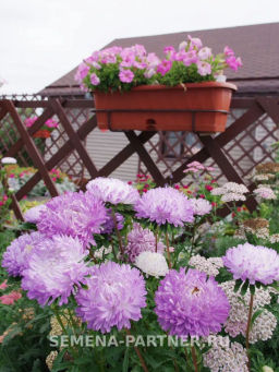 Астра китайская Зачарованная - Партнер фото 6