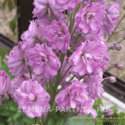 Дельфиниум Свитхартс - Партнер фото 8