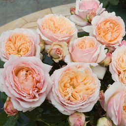 R555 ШАРЛЬ ДЕ НЕРВО