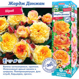 Роза Жордж Донжан (Шраб) 1шт