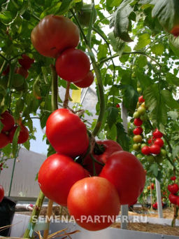 Томат Фэт Боб - Партнер фото 7