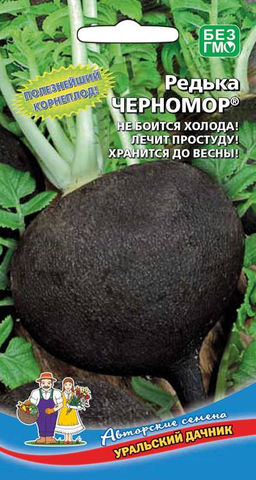 Редька ЧЕРНОМОР  Не боится холода! Лечит простуду! Хранится до весны!