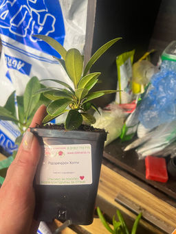 Рододендрон Хоппи