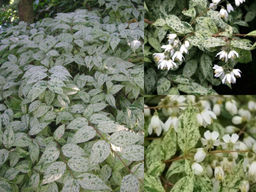 Дейция шершавая Мармората