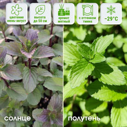 Мята Тайская