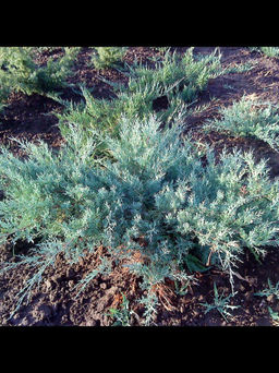 Можжевельник средний Пфитцериана Глаука С5