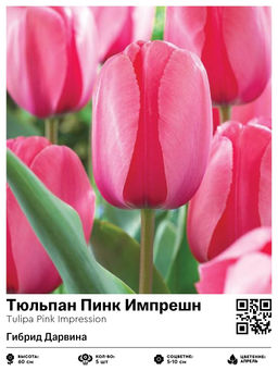 Тюльпан Pink Impression (Гибрид Дарвина) - Голландские луковицы фото 2