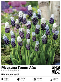 Мускари Грейп Айс (Широколистный)