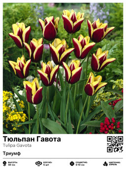 Тюльпан Гавота (Триумф)