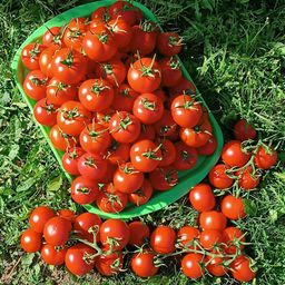 Томат СОСЕДСКАЯ ЗАВИСТЬ F1 Манит и ласкает взгляд изумительный каскад искристо-красных плодов! Соседям на зависть, а вам на радость! - Уральский дачник фото 2