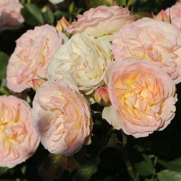 Роза Пастелла