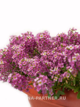 Алиссум морской Истер Боннет Дип Пинк - Партнер фото 4