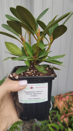 Рододендрон Каролина Альбрук