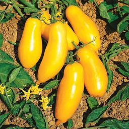 Помидоры Римская Свеча - Roman Candle Tomato