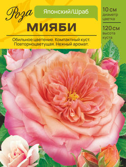 Роза Мияби (Японский/Шраб) С ЦВ.НАКЛЕЙКОЙ 1шт