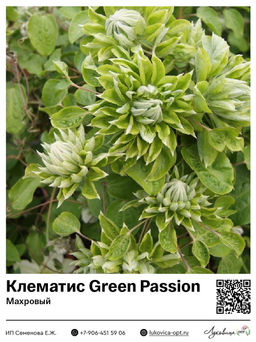 Клематис Green Passion (Махровый)