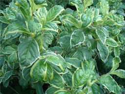 Вейгела Карикатура - Долина роз фото 5