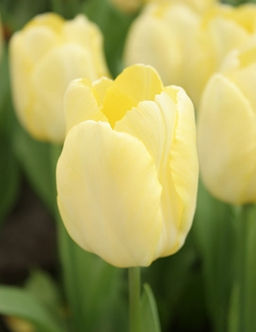 Тюльпан Sunny Prince (Простой ранний) - Голландские луковицы фото 3