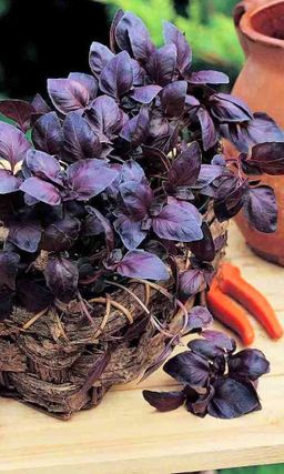 Базилик СТАРЫЙ ЕРЕВАН  Очень ароматный сорт с большим количеством эфирных масел! Совершите кулинарное путешествие в столицу Армении!