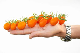 Томат Черри Ля Мур - Партнер фото 3