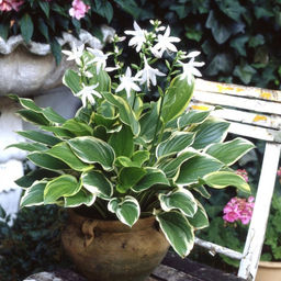 Хоста Со Свит