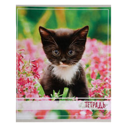 Комплект тетрадей из 5 штук, тетрадь 36 листов в клетку Calligrata Котята, обложка мелованный картон, блок офсет  фото 4