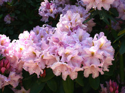 Рододендрон Хоппи