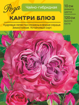 Роза Кантри Блюз (Чайно-гибридная) С ЦВ.НАКЛЕЙКОЙ 1шт