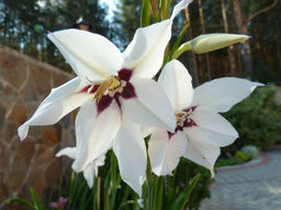 Acidanthera Murielae (Ацидантера Мюриэл) 10шт